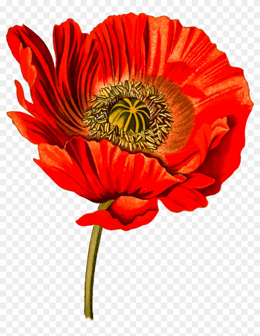 Download Image As A Png - Opium Poppy Png #291241