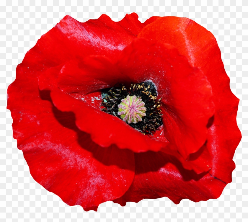 Poppy Flower Png Image - Poppy Flower Transparent #291305