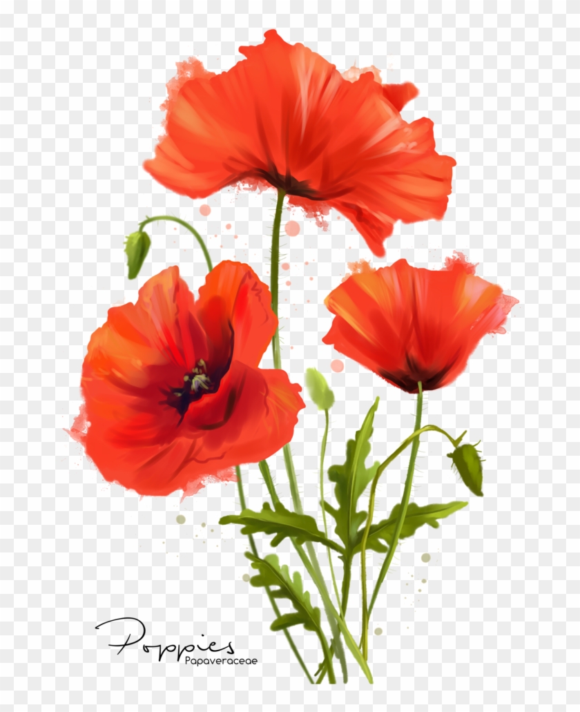 My Flowers Poppies Watercolor Painting By Kajenna - Poppies Watercolor #291306