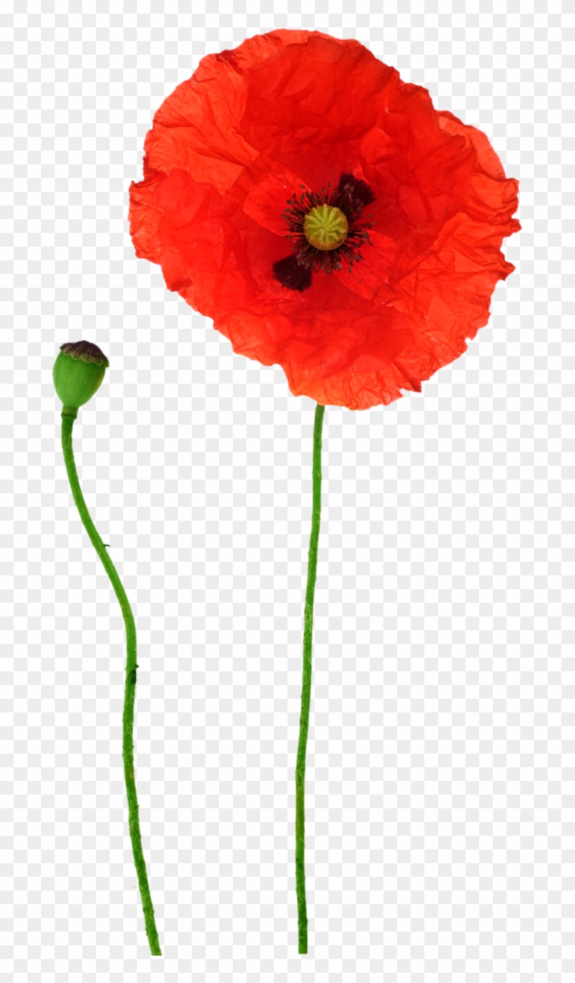 Opium Poppy Flower Red - Poppy #291312