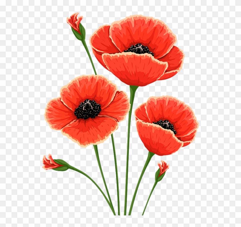Common Poppy Flower Remembrance Poppy Clip Art - Common Poppy Flower Remembrance Poppy Clip Art #291373