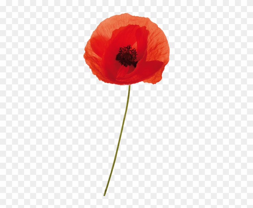 The - Anzac Poppy Transparent #291418