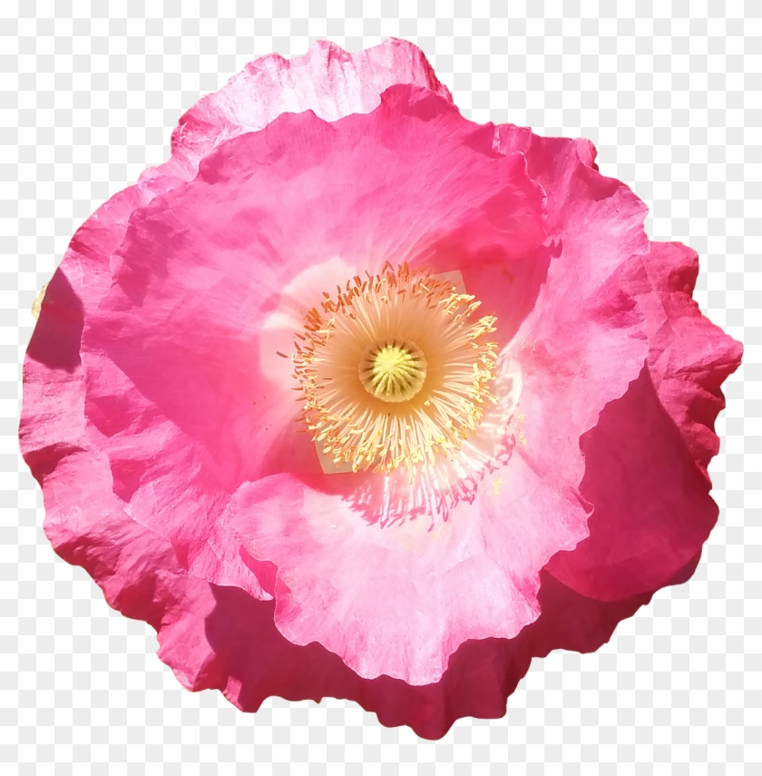 Flower Poppy Pink Summer Png Image - Pink Poppy #291450