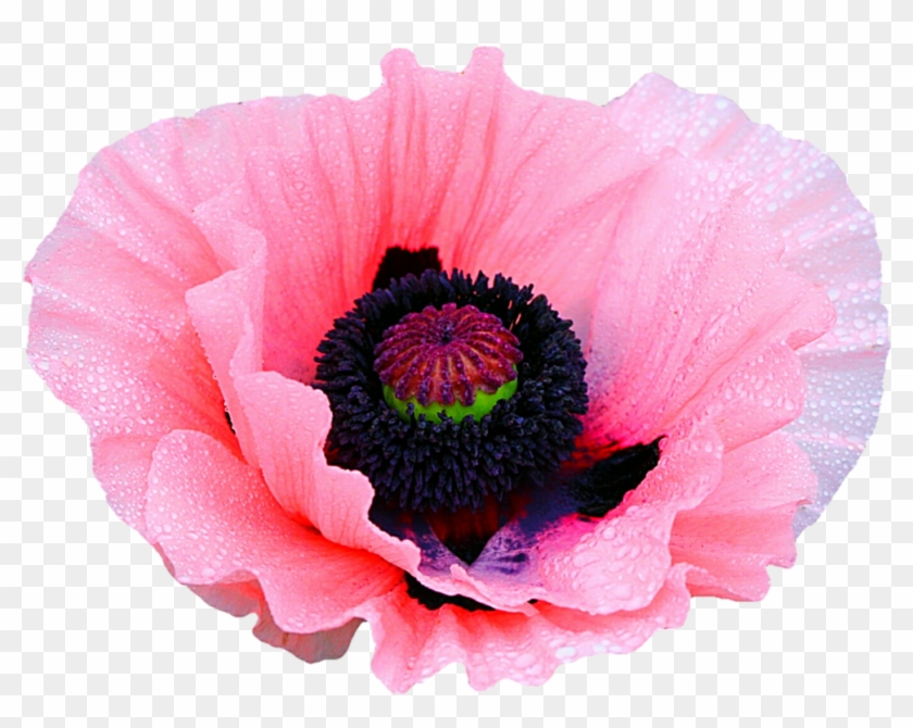 Pink Poppy By Jeanicebartzen27 - Poppy Flower Transparent Background #291453