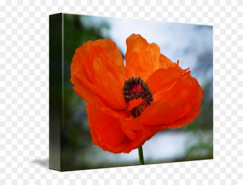 Oriental Poppy #291461