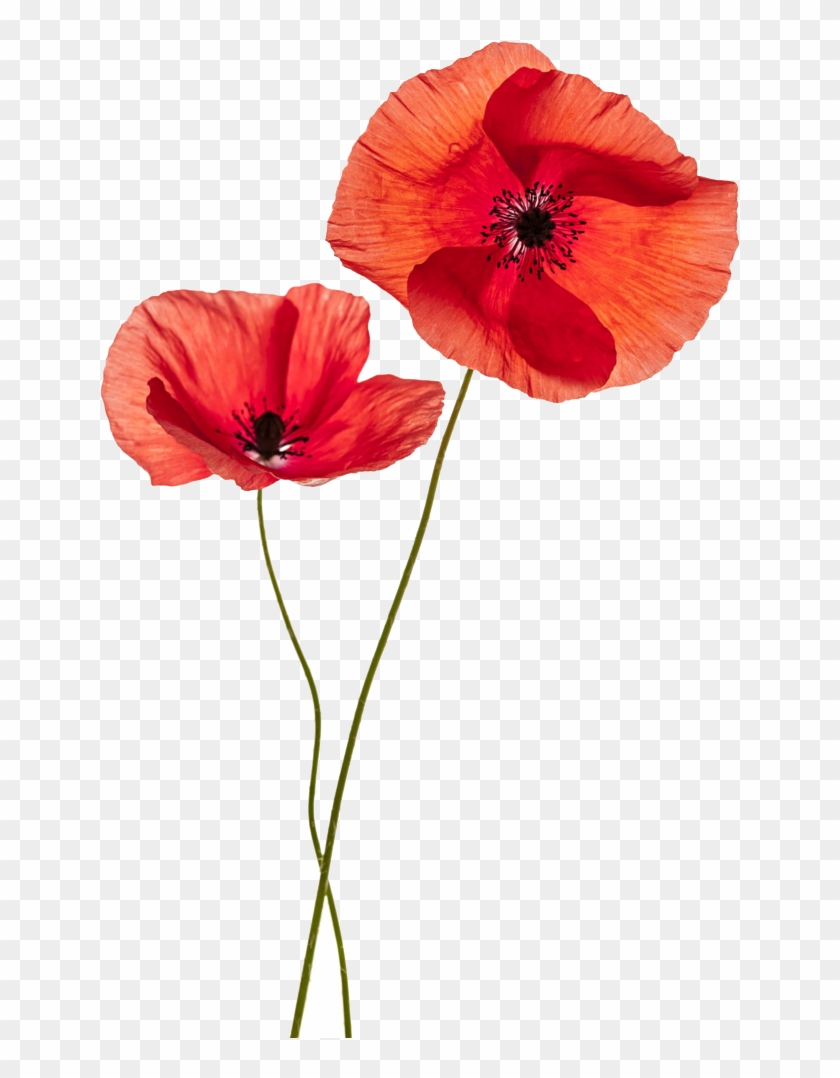 Common Poppy Flower Stock Photography Remembrance Poppy - Two Poppy Flower #291472