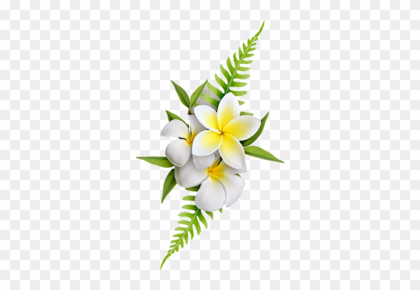 Exotic Flowers - Frangipani Png #291470