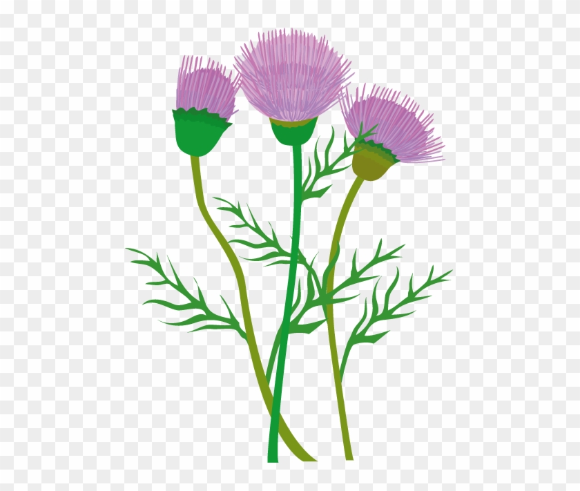 Thistle Clipart - Clip Art #291489