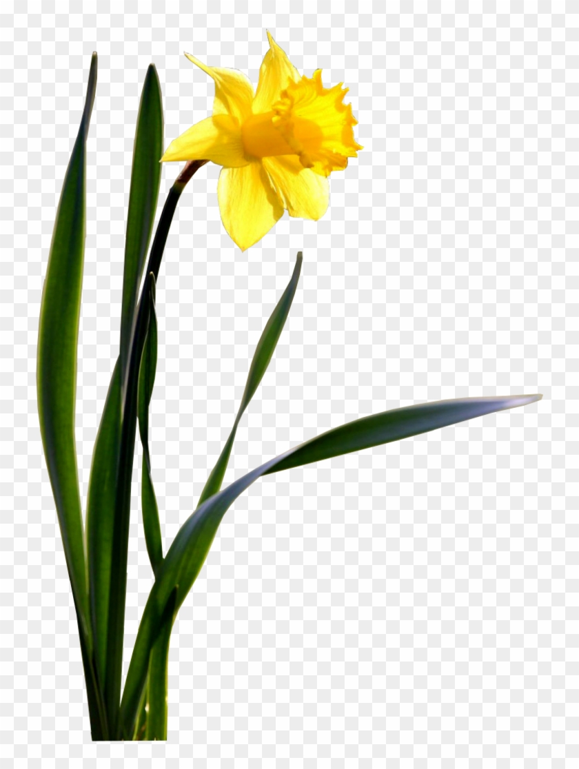 Daffodil Transparent Images - Daffodil Png #291569