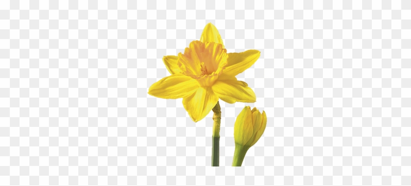 Daffodil/narcissus Flower Meaning Symbolism - Daffodil Flower #291579