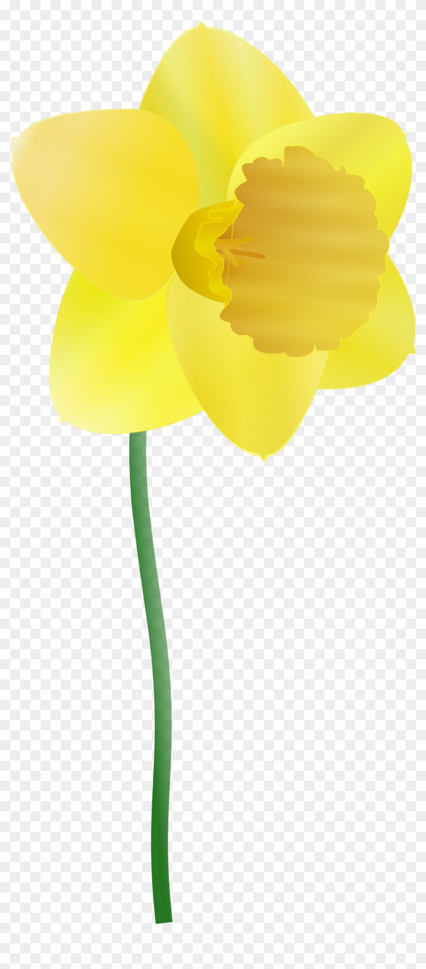 Royalty Free Daffodil Clipart - Daffodil Clipart #291586