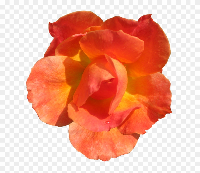 Related Clip Arts - Red Orange Flowers Clipart #291591