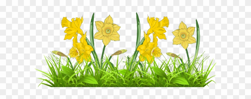 Clip Art Daffodils And Tulips Clipart Free Download - Narcissus #291589