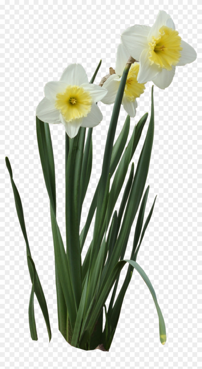 Daffodils - Portable Network Graphics #291597