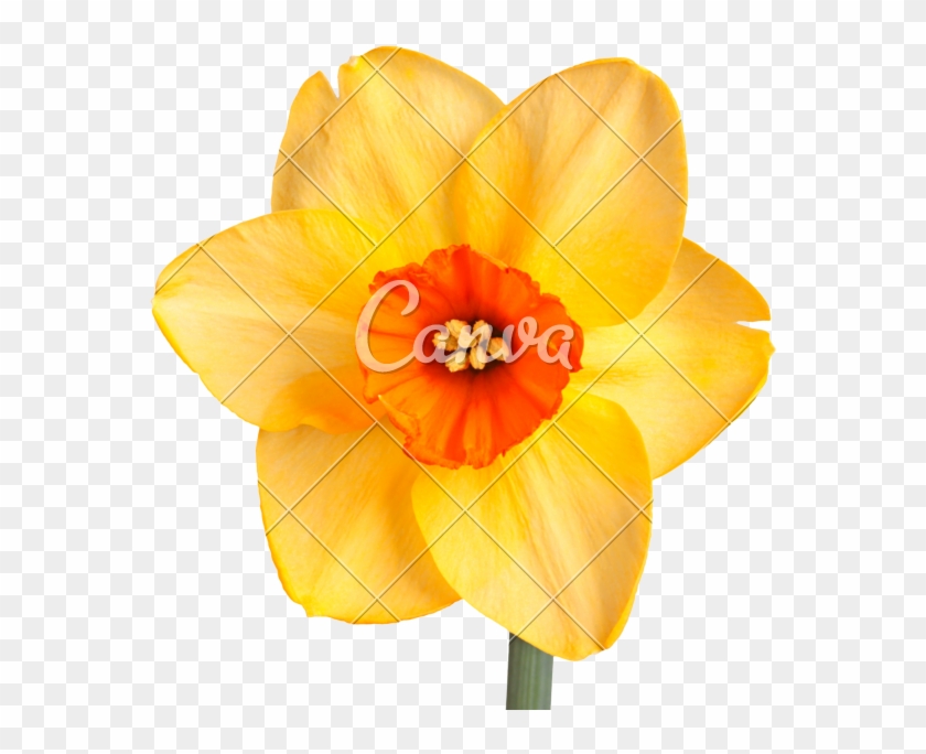 Single Flower Of A Daffodil Cultivar - Cultivar #291606