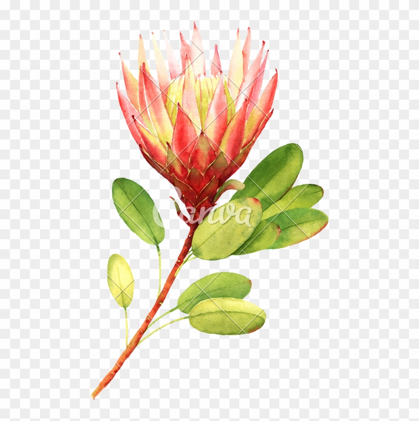 Exotic Flower - Illustration #291609