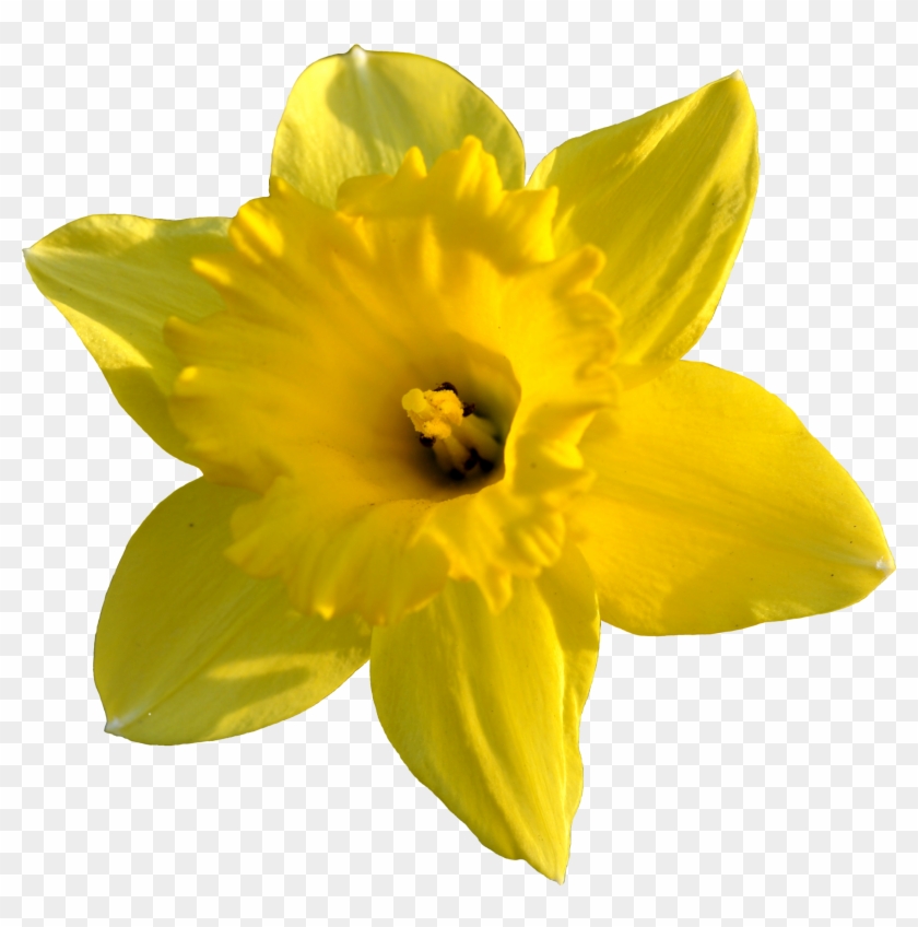 Daffodil Images Pictures - Daffodil Png #291618