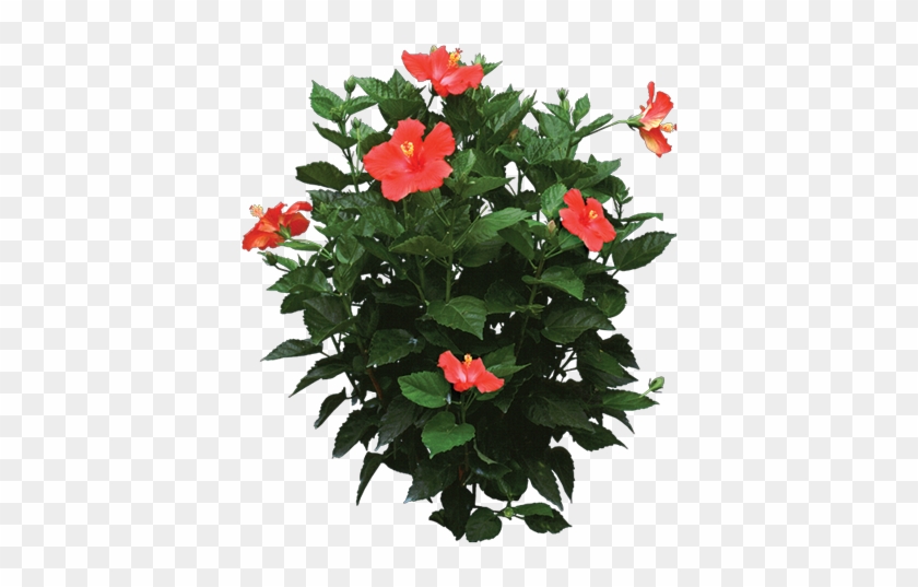 Tropical Flower Png Tropical Plant Settings - Hibiscus Plant Png #291624