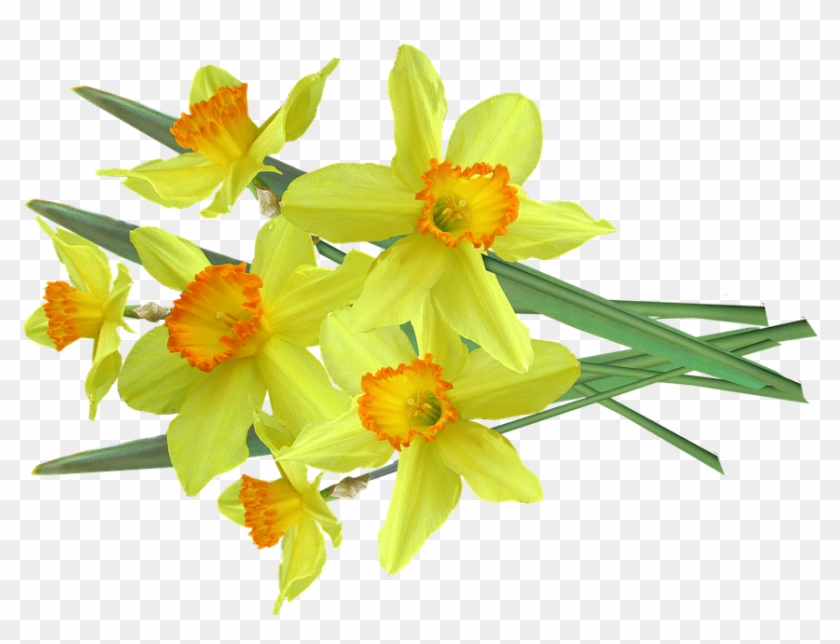 Daffodil Pictures 12, Buy Clip Art - Bouquet #291658