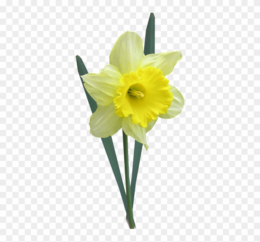 Daffodils Png 5, Buy Clip Art - Daffodil Transparent #291697