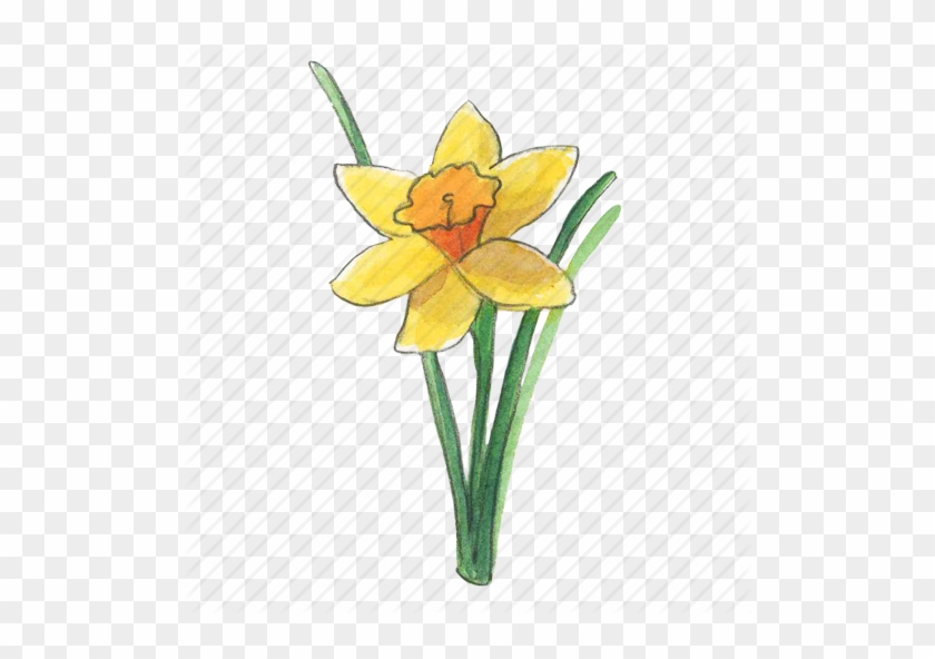 Daffodils Png Transparent Images - Daffodil #291701