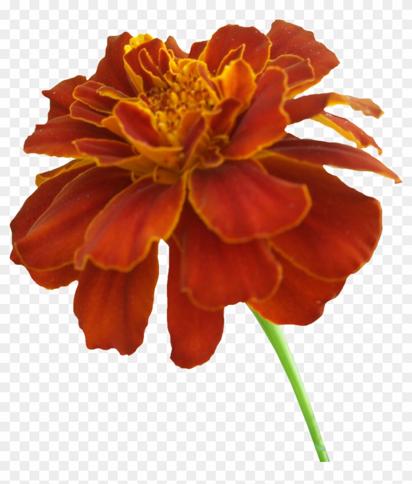 Orange Flower Clipart Marigold - Marigold Clipart #291769