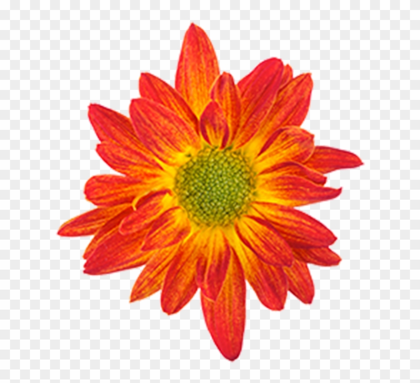 Drawing Orange Flower Color - African Daisies #291774