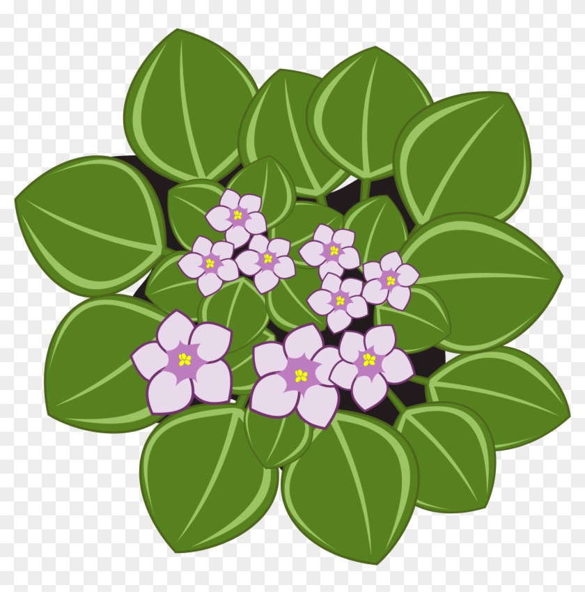 Clipart - African Violets #291806