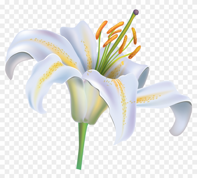 White Lily Flower Png Clipart Image - White Lily Flower Clip Art #292028