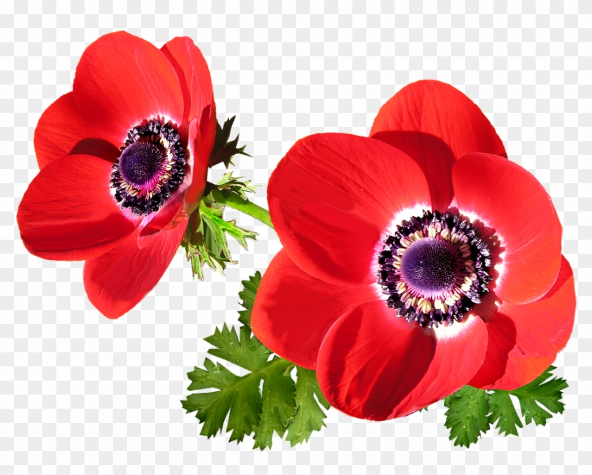 Poppy Flower Cliparts 18, - Anémone Png #292033