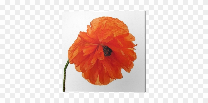 Single Poppy Flower Isolated On White Background - Poppy #292042