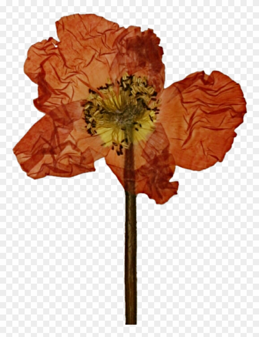 Pressed Poppy By Jeanicebartzen27 - Pressed Flower Png #292047