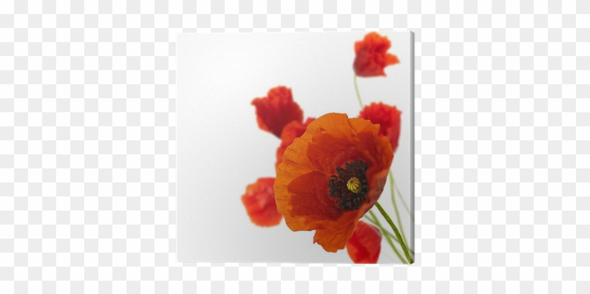 Floral Design, Decoration Flowers, Poppies Border - Red Poppy In Corner #292050