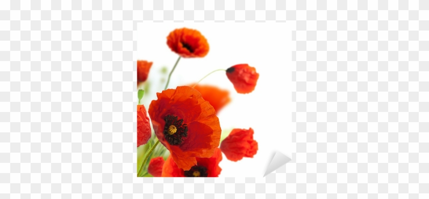 Floral Design, Decoration Flowers, Poppies Border - First Heating Wist Ng Infrarot-bildheizung 60 X 60 #292067