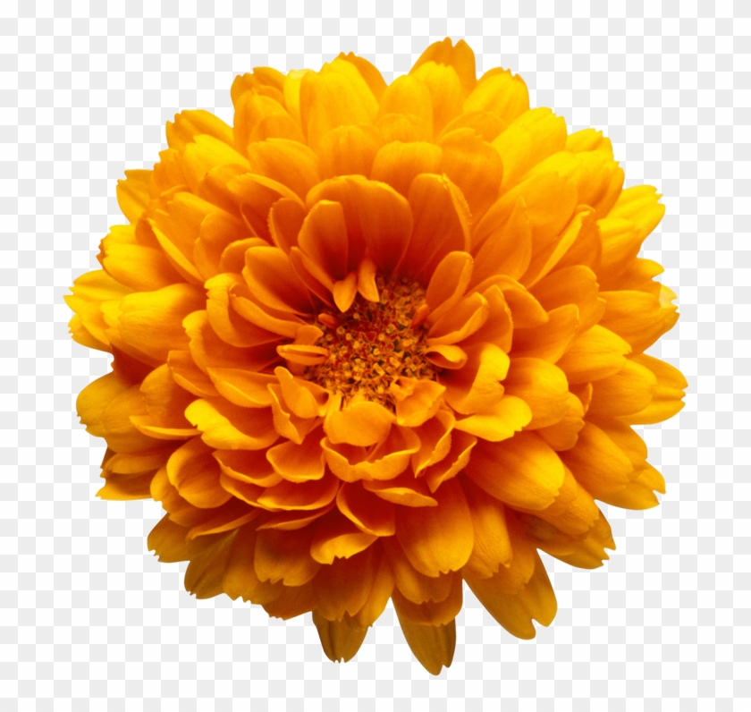 Orange Flower Clipart Marigold - Marriage Make-up [book] #292076