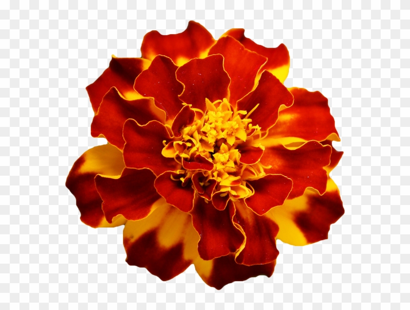 Marigold Flower Tattoo Drawing - Orange Flower Transparent Background #292077