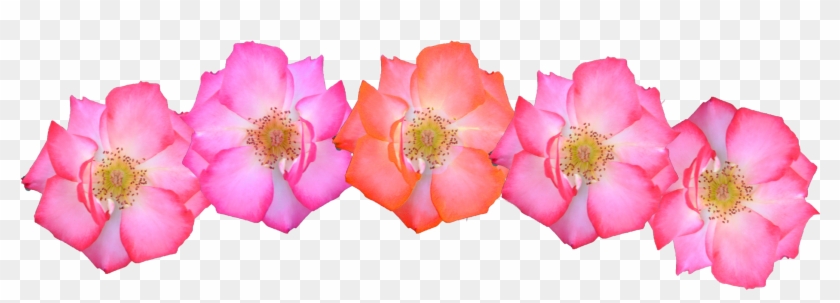 Pink Flowers Crown Png Image - Pink Flower Crown Png #292104