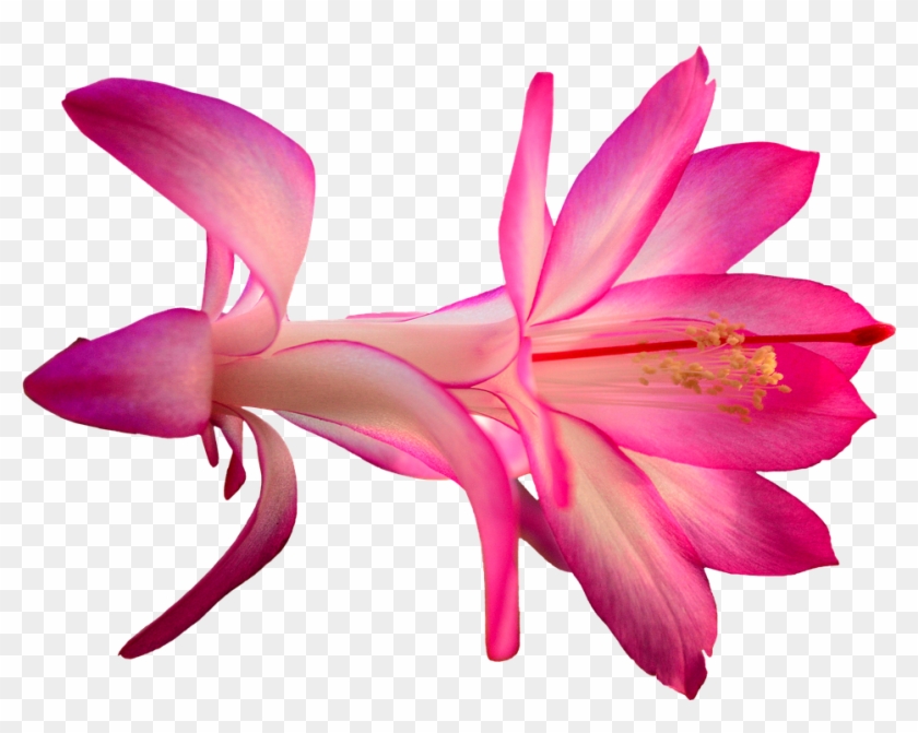 Pink Cartoon Flowers 19, - Cactus Flower Png #292110