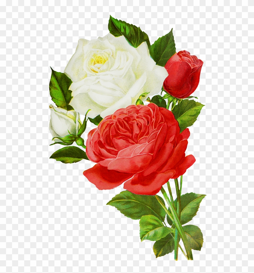 Red Roses Drawing, Red And White Roses Drawings - White And Red Rose Flowers #292132