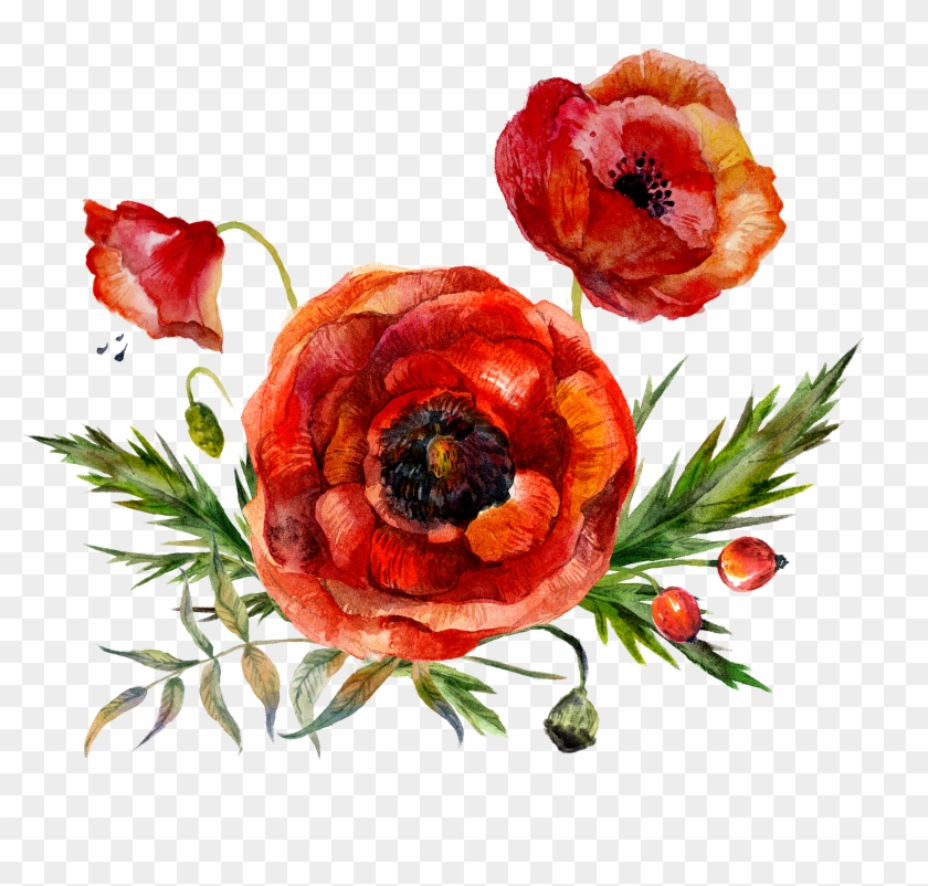 Watercolor Painting Flower Poppy - Watercolor Painting Flower Poppy #292161