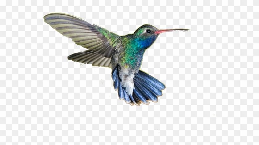 Hummingbird Png Transparent Picture - Hummingbird Png #292165