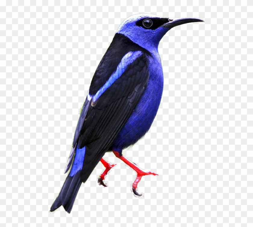 Red-legged Honeycreeper - Mountain Bluebird #292174