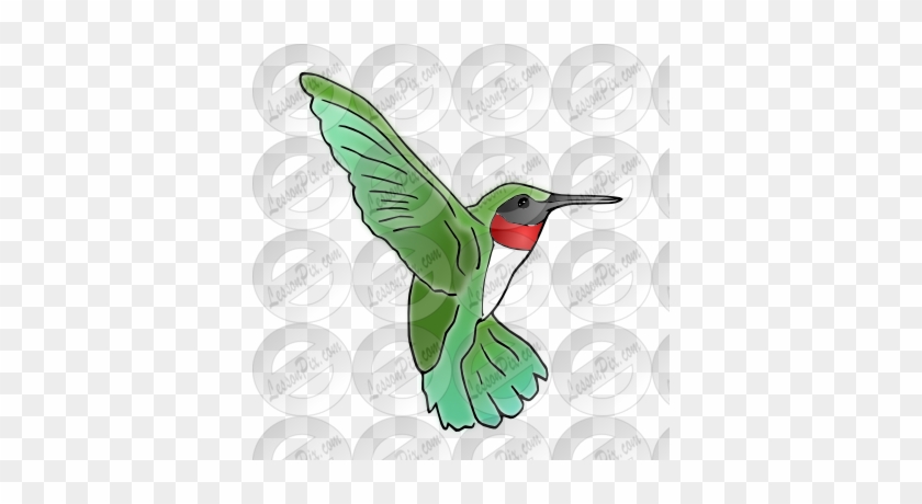 Hummingbird Picture - Hummingbird #292195