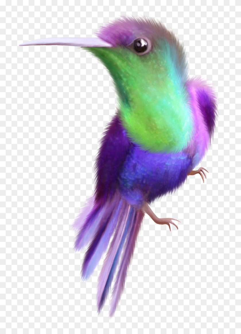 Beauty Hummingbird Free Clip Art - Portable Network Graphics #292204