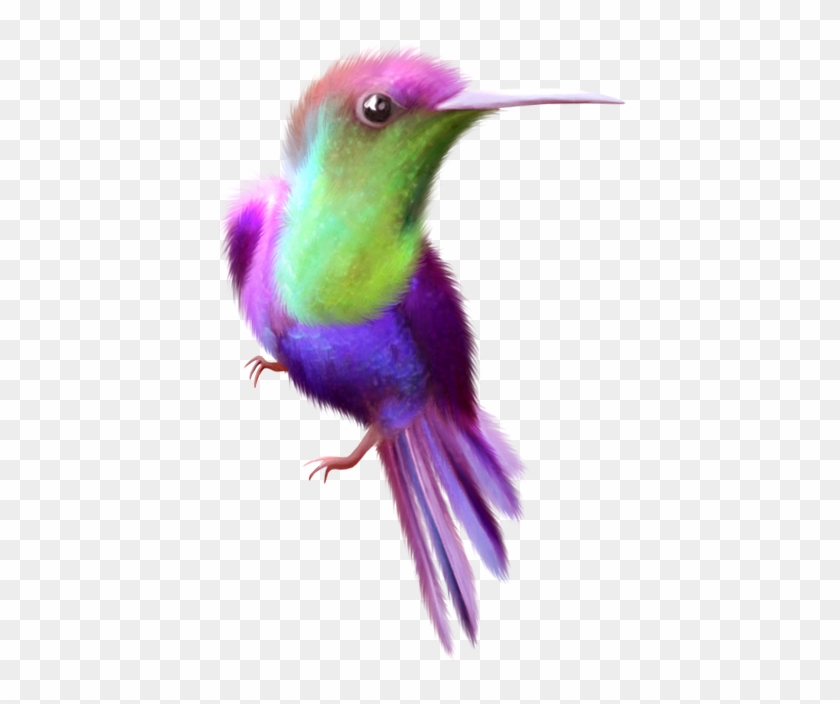 Beauty Hummingbird Free Clip Art - Clip Art #292205