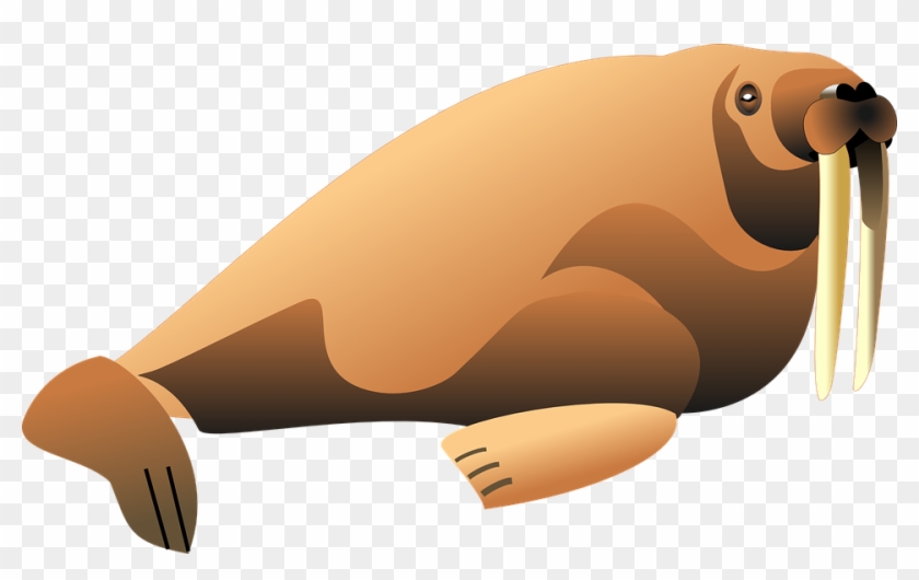 Sea Lion Clipart 26, - Walrus Vector #292215