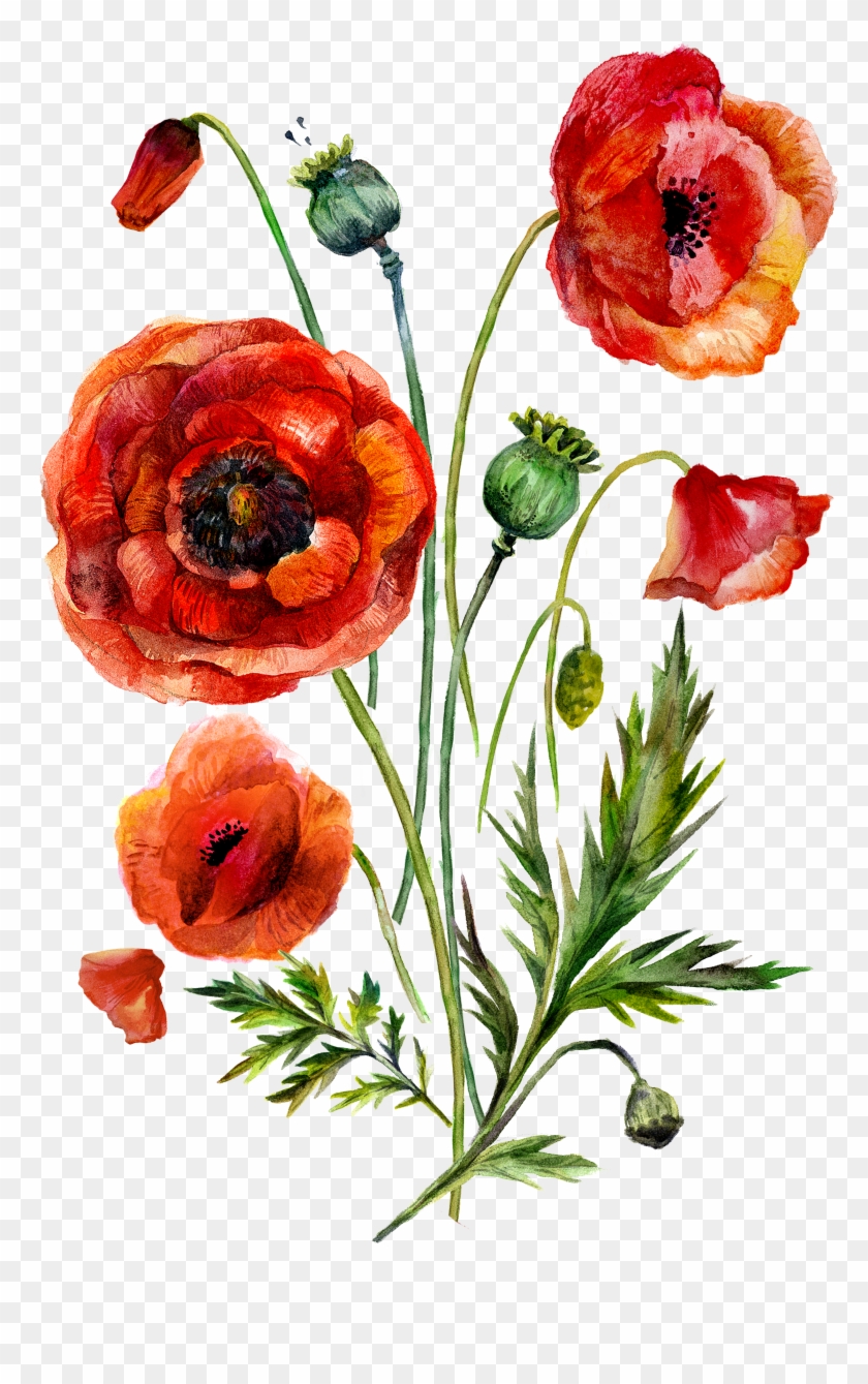 Watercolor Painting Common Poppy Illustration - Watercolor Painting Common Poppy Illustration #292243