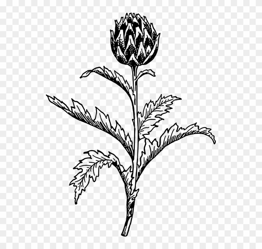 Image Result For Cardoon Flower - Artichoke Plant Vector #292269