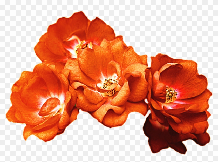 Red Flower Crown Transparent - Orange Flower Crown Png #292328