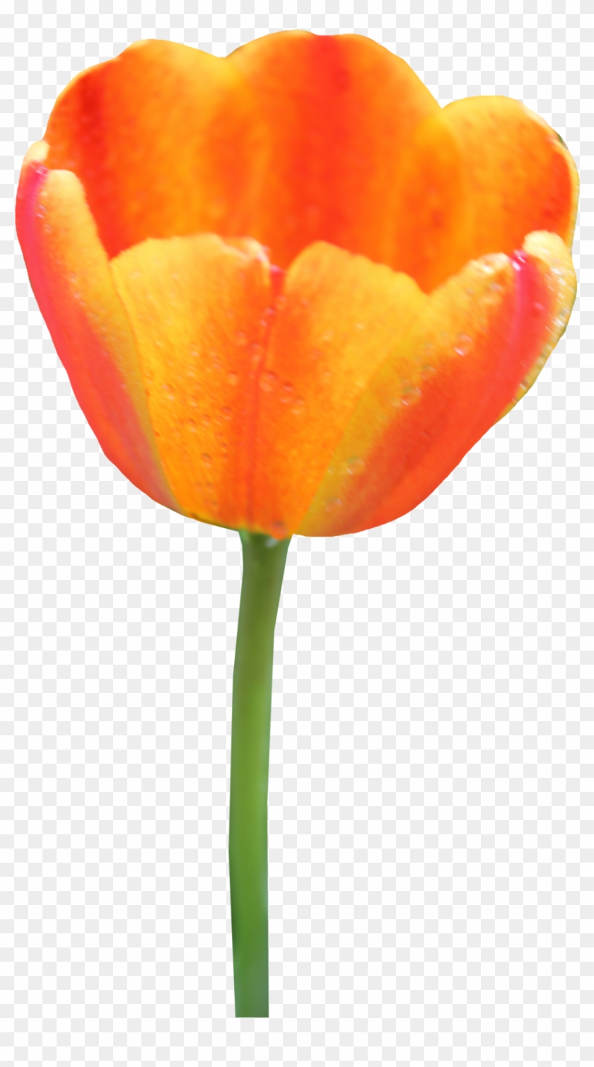 Tulip Png Image - Portable Network Graphics #292331